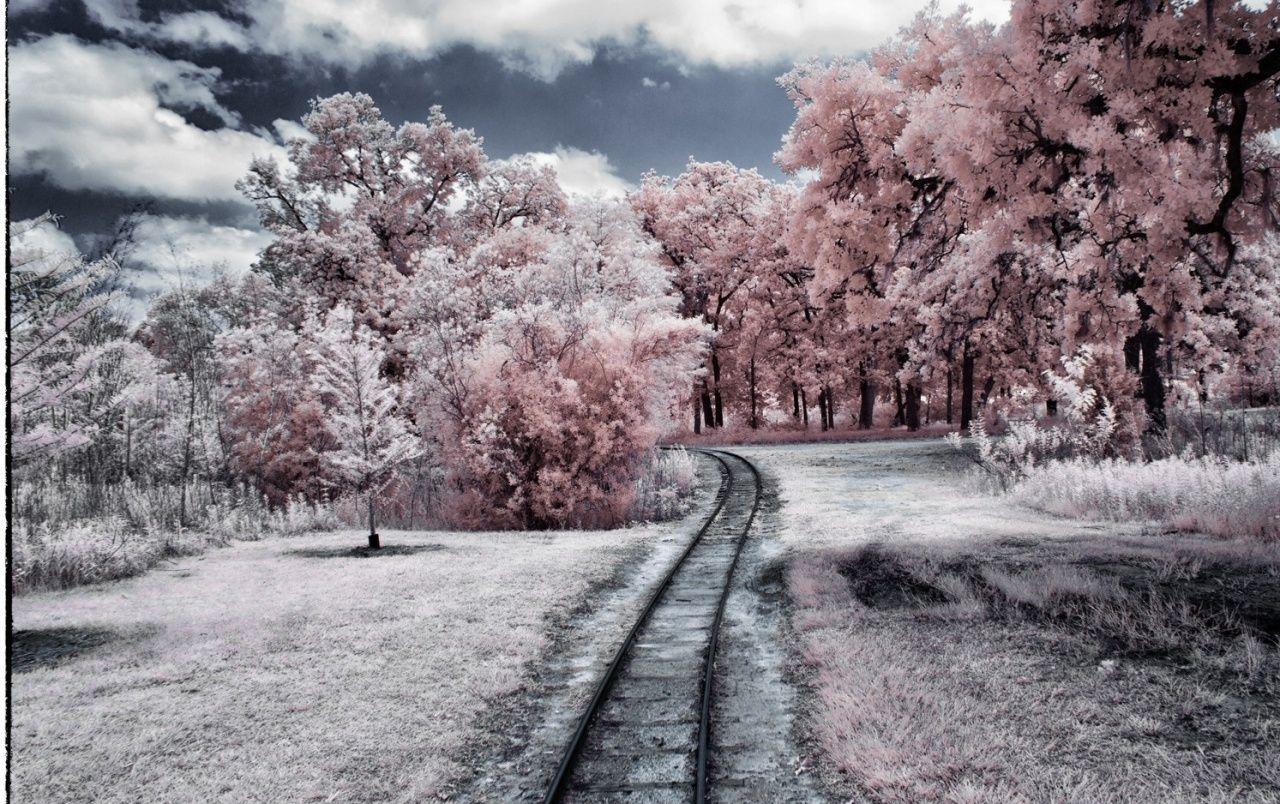 1280x804 Pink Forest & Rail Road wallpaper. Pink Forest & Rail Road