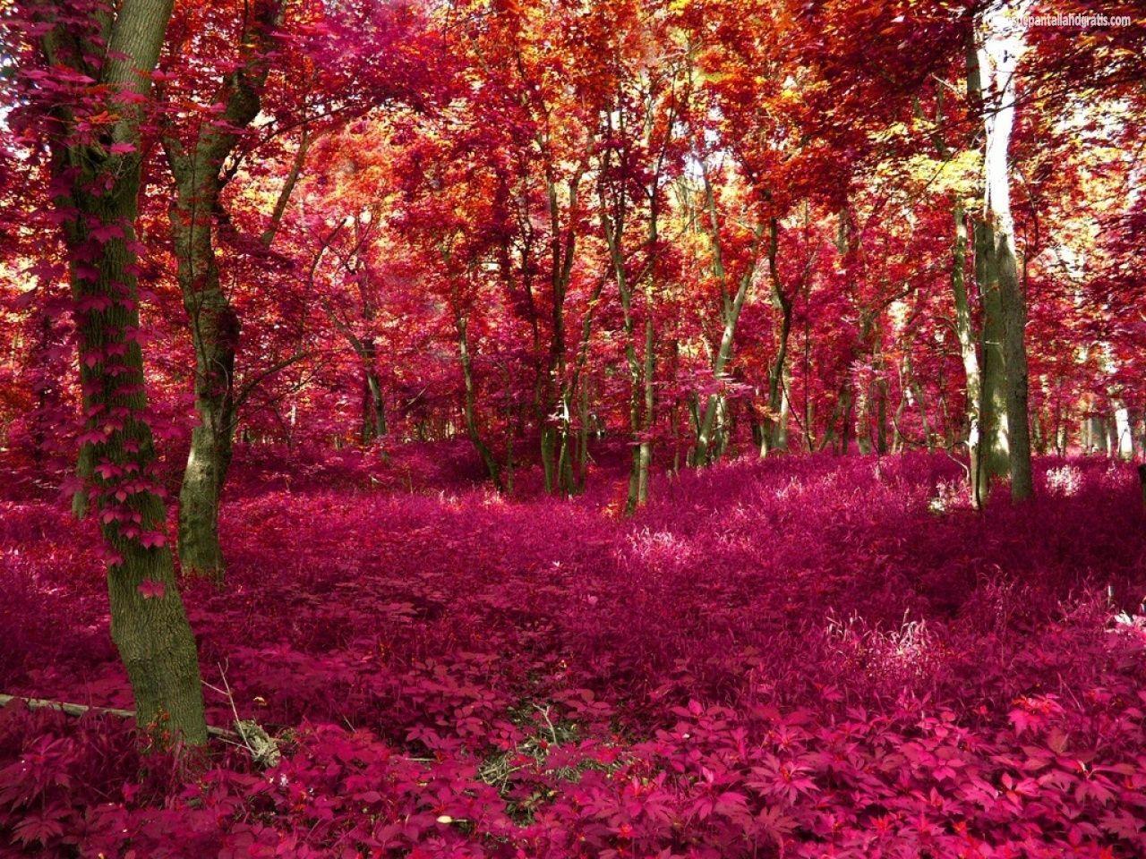 1280x960 naturalesa. Red tree, Pink forest