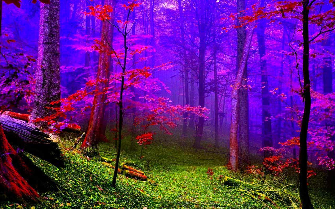 Pink Forest Wallpapers Top Free Pink Forest Backgrounds WallpaperAccess
