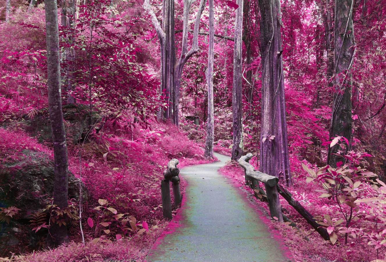 Pink Forest Wallpapers Top Free Pink Forest Backgrounds WallpaperAccess