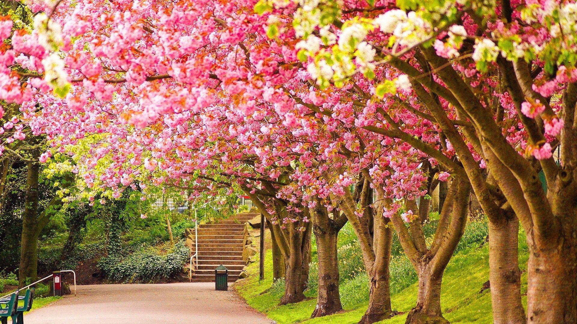 1920x1080 Pink Forest 1920x1080 Forest Picture Desktop