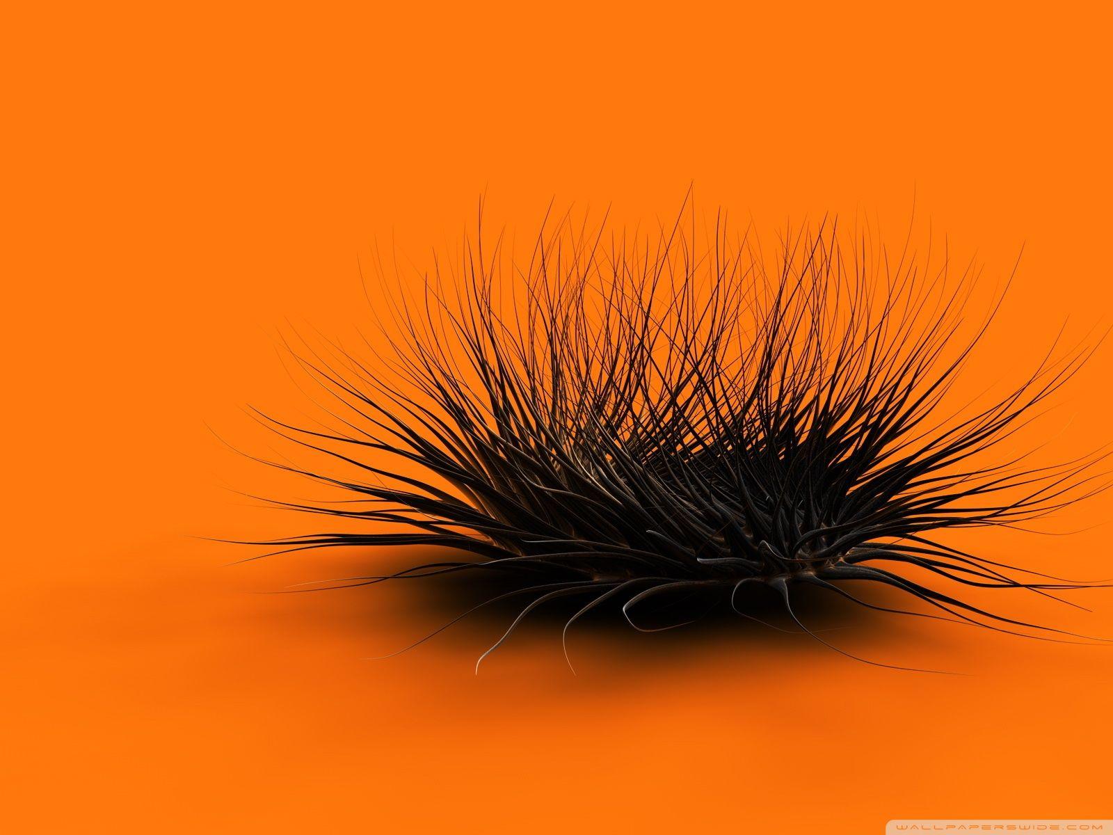 1600x1200 Strange Creature Orange ❤ 4K HD Desktop Wallpaper for 4K