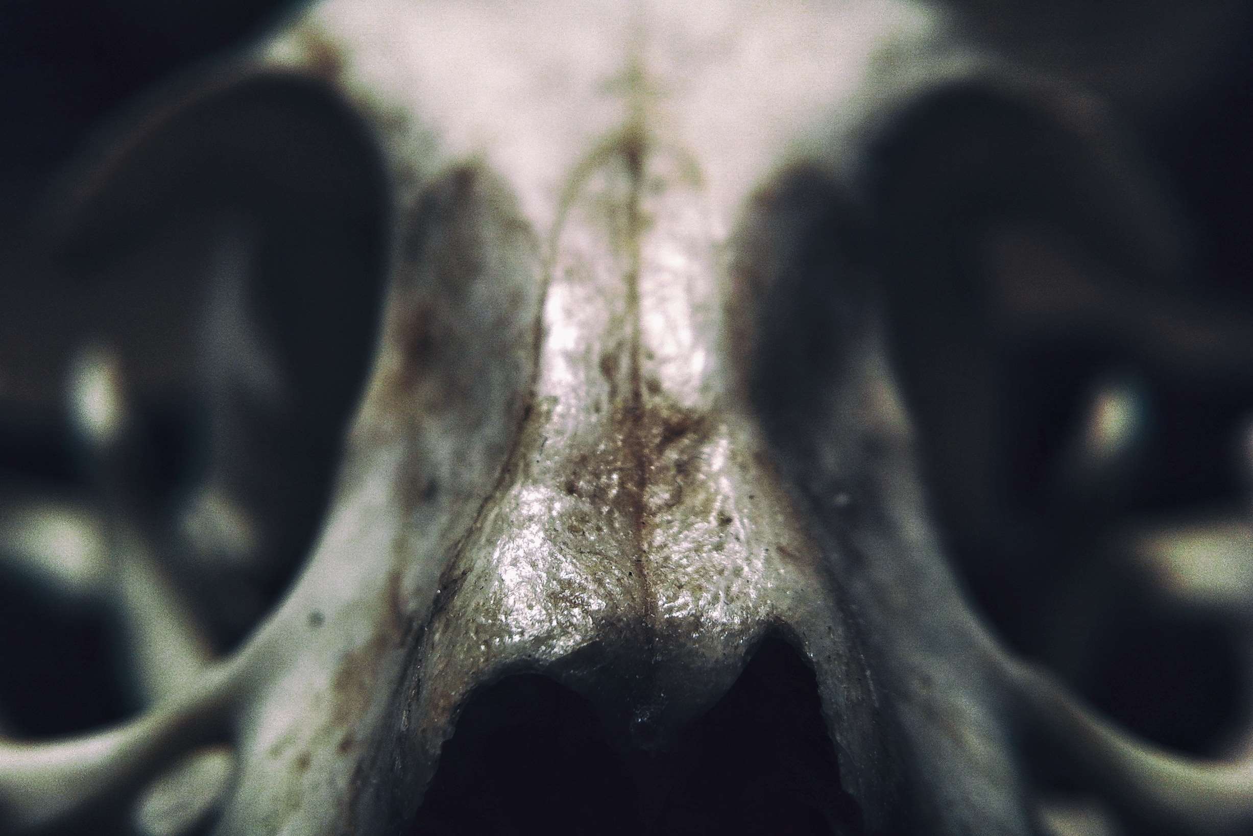 2454x1638 abstract, anatomy, art, blur, close up, creature