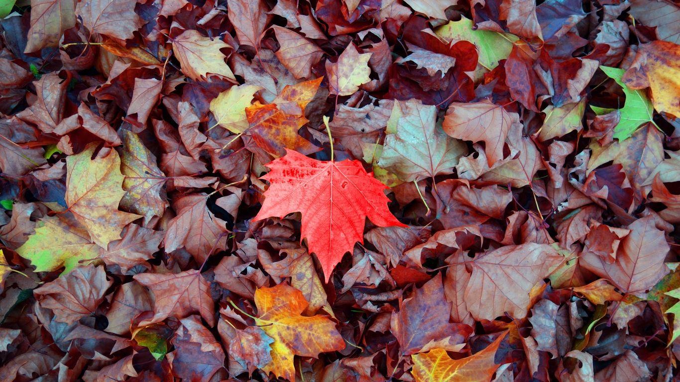 1366x768 Download wallpaper 1366x768 maple, autumn, leaves, fallen