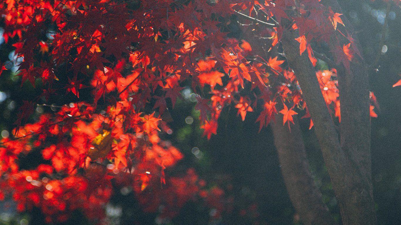 Autumn Laptop Wallpapers - Top Free Autumn Laptop Backgrounds