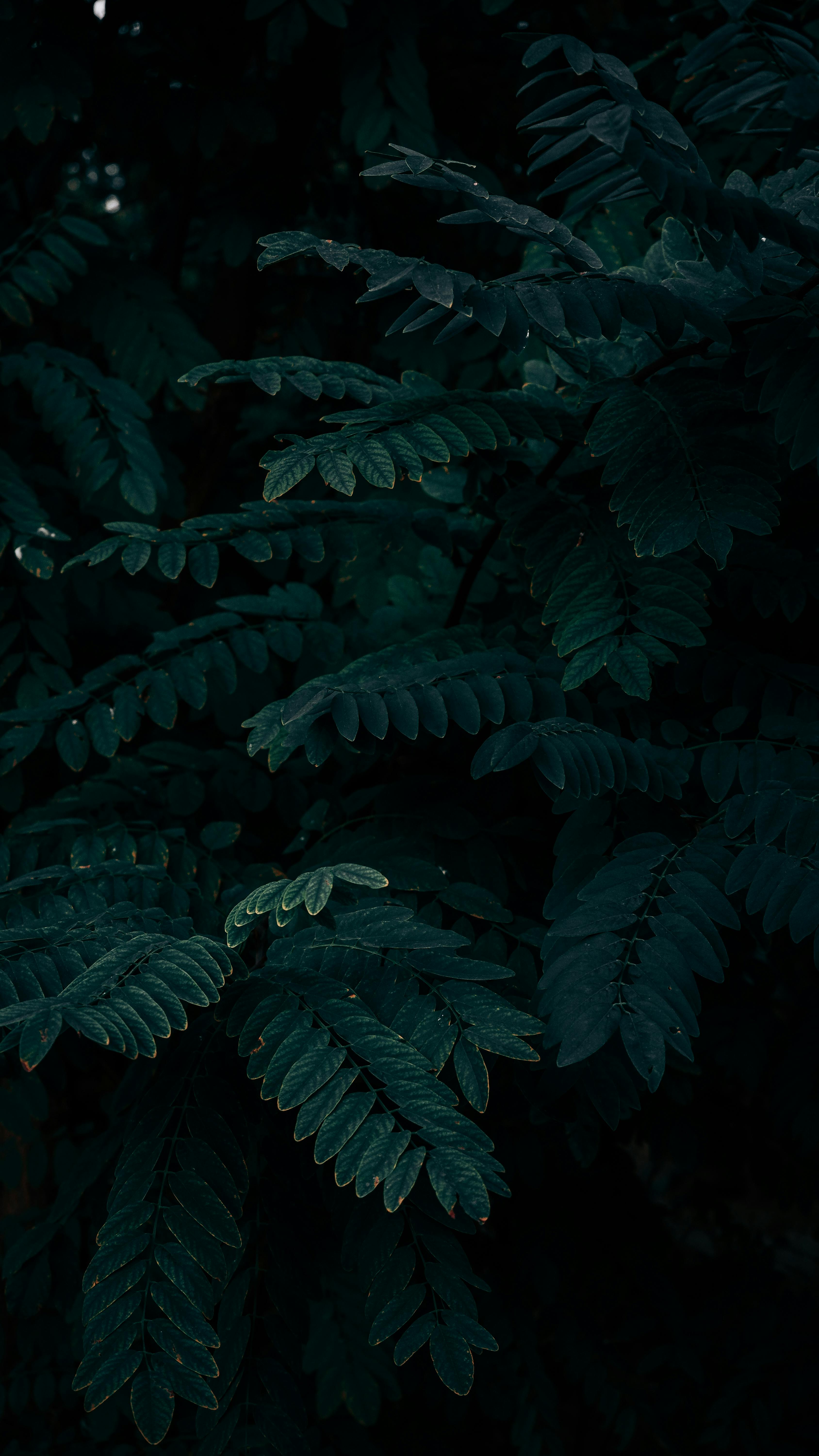 3376x6000 Dark Foliage Close Up In Low Light