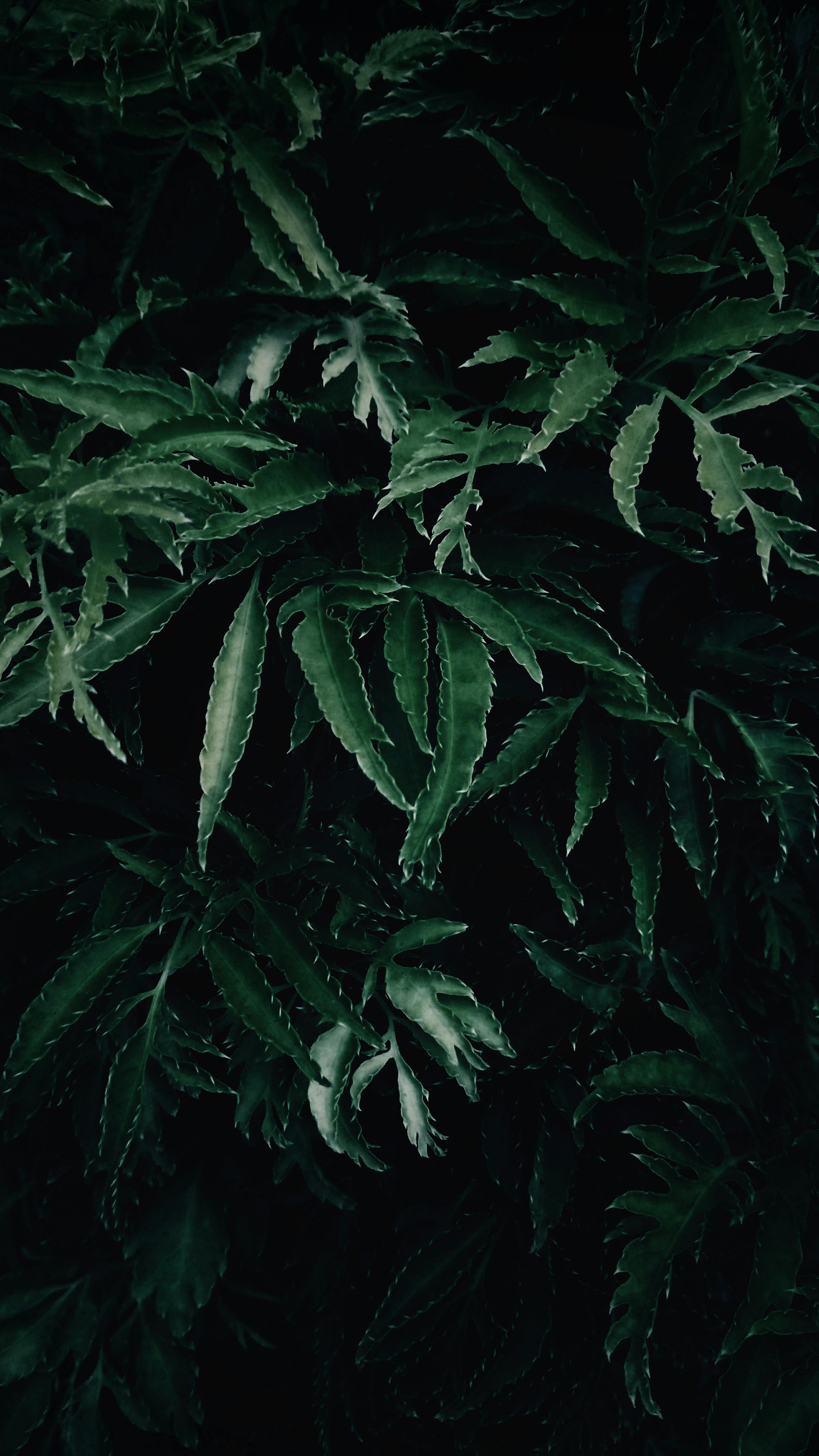 2592x4608 Low Light Photography of Green Leafed