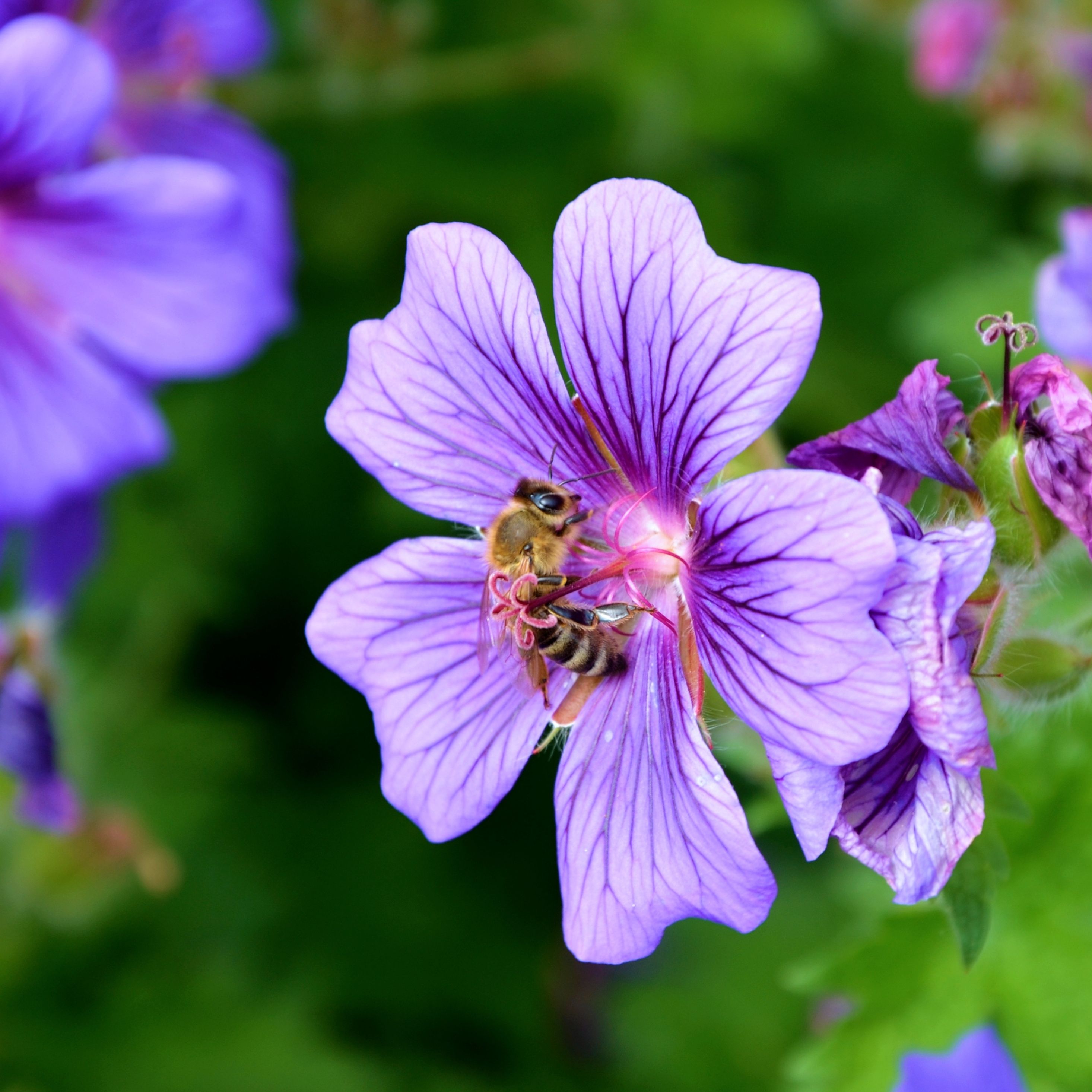 2932x2932 Resolution flower, nectar