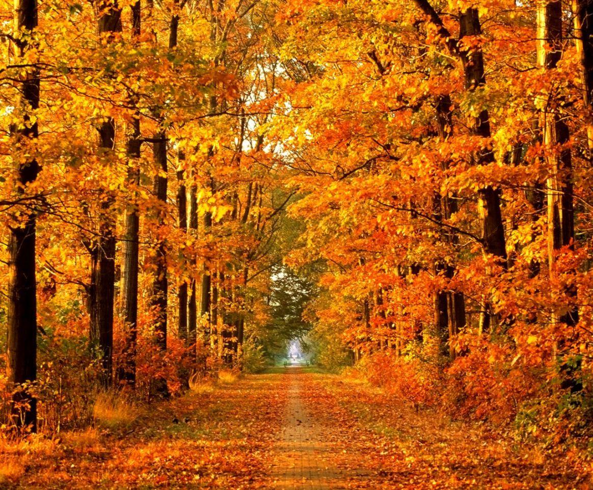 Autumn Laptop Wallpapers - Top Free Autumn Laptop Backgrounds ...