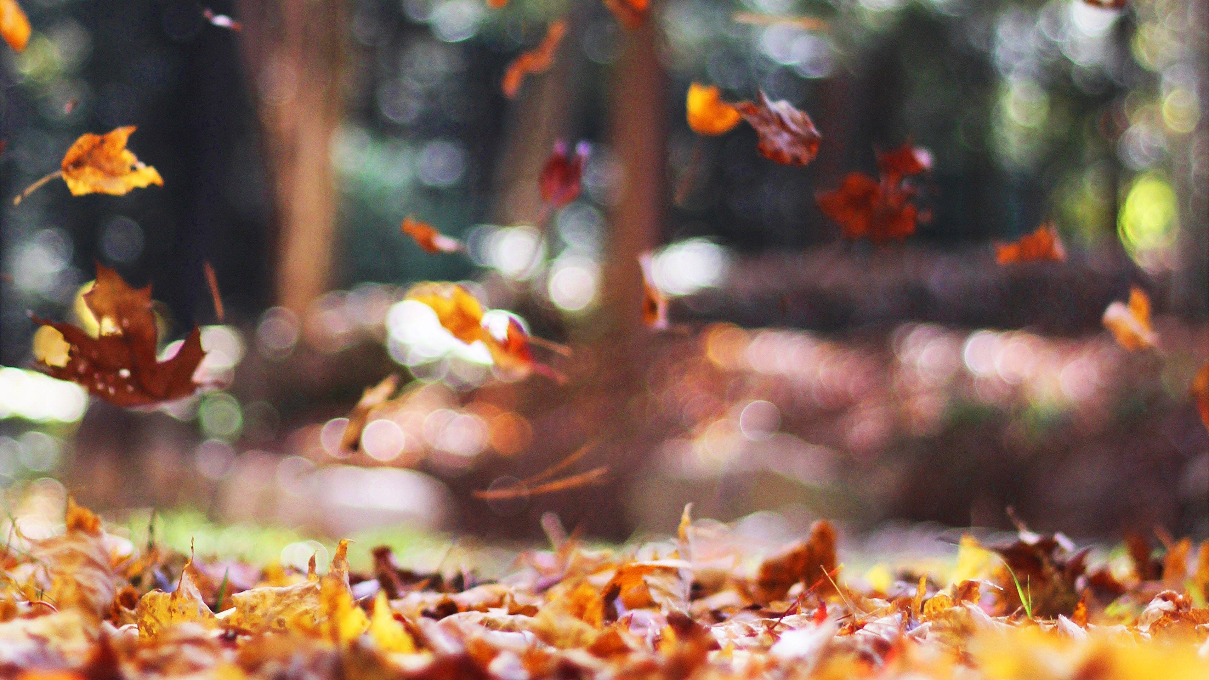 3840x2160 Wallpaper For Desktop Laptop Mw77 Fall Leaves Nature