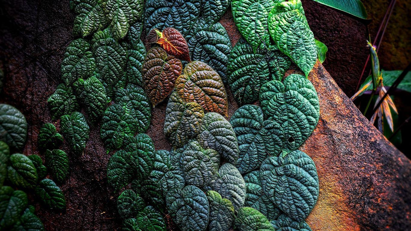 1366x768 Download wallpaper 1366x768 leaves, plant, tropical