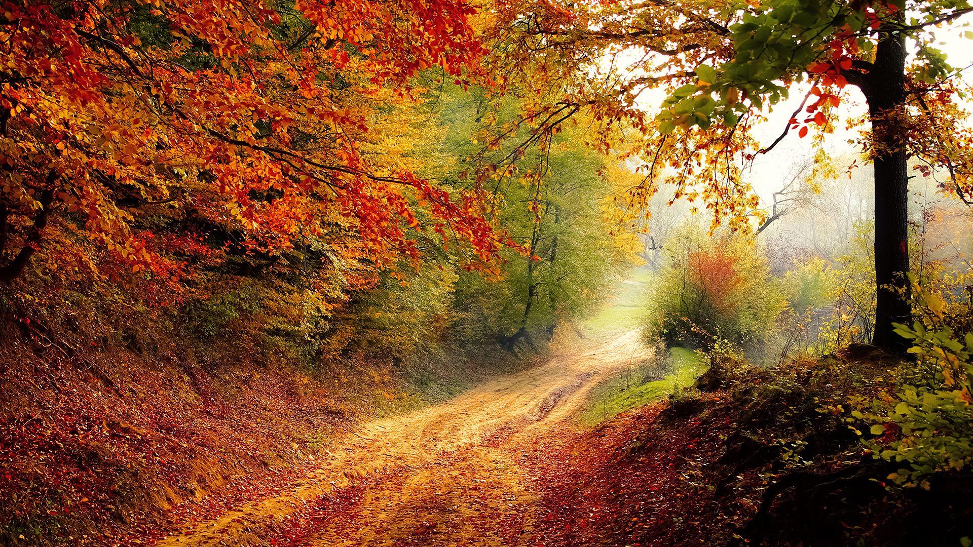 1920x1080 Autumn Road Chromebook Wallpaper