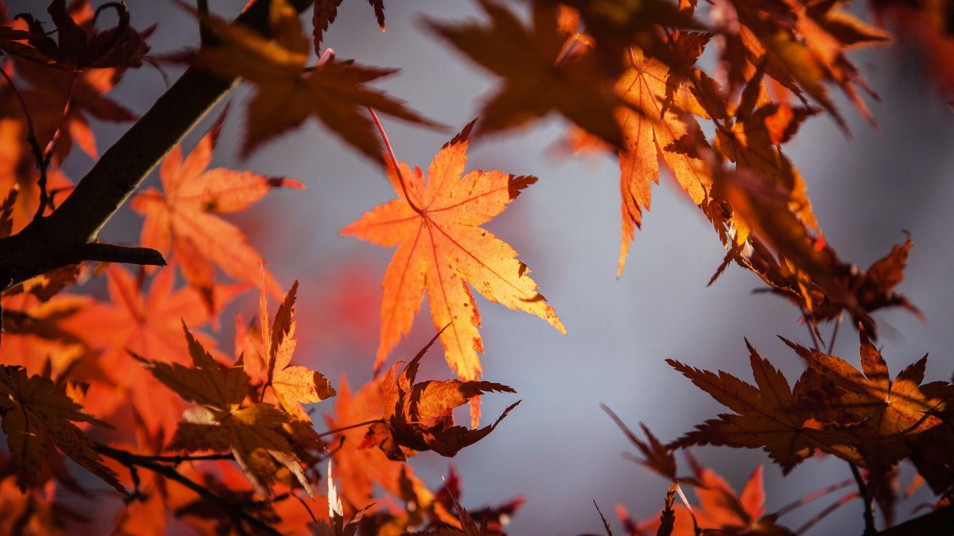 1920x1080 Autumn Leaves 4k 5k Laptop Full HD 1080P HD 4k