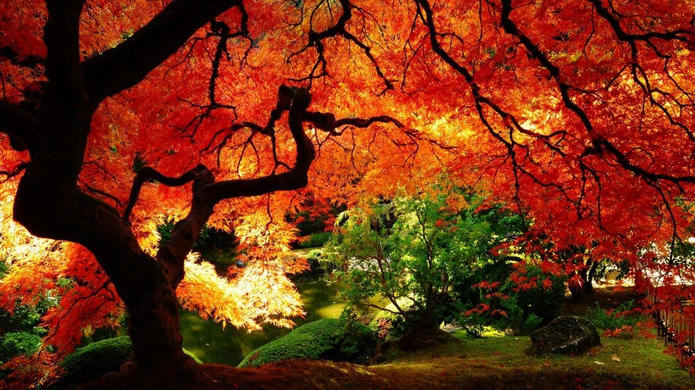 1366x768 Hd Wallpaper Nature Fall HD Image 3 HD Wallpaper