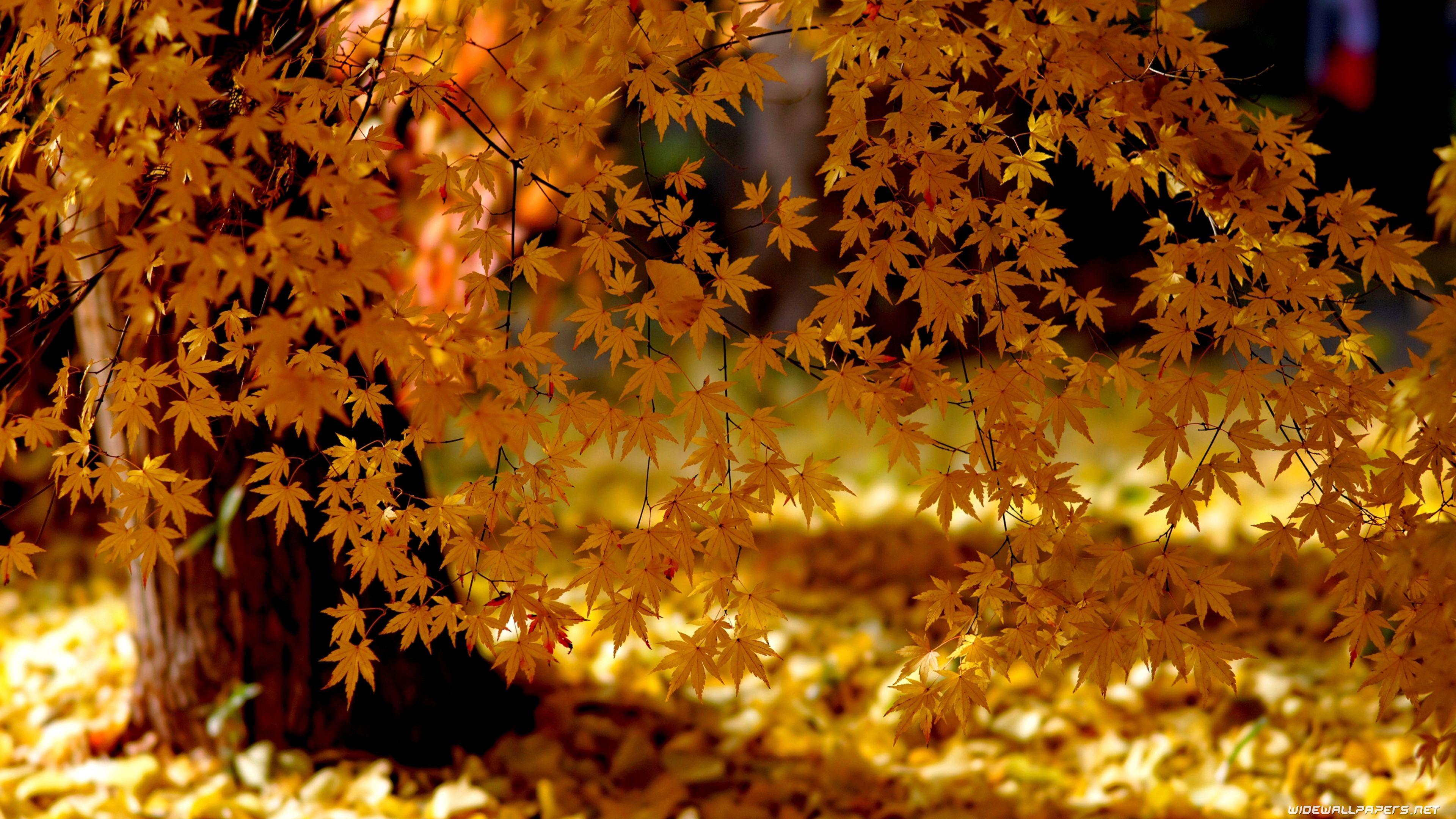 3840x2160 Beautiful, Nature, Autumn 4K Wallpaper, Background, HD
