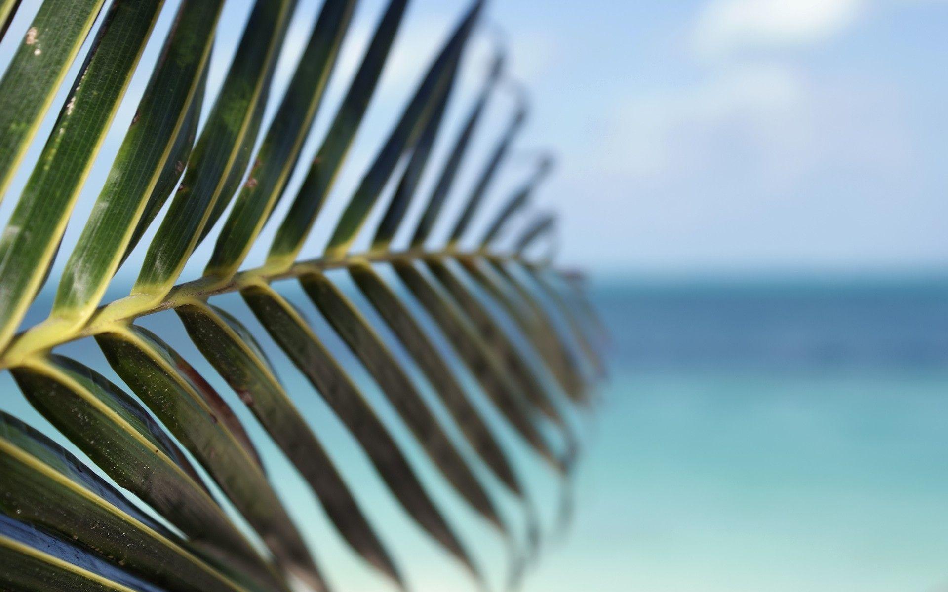 1920x1200 Fullscreen, water Palm, Depth, Trees, Seas, Leaf, Tropical, Of