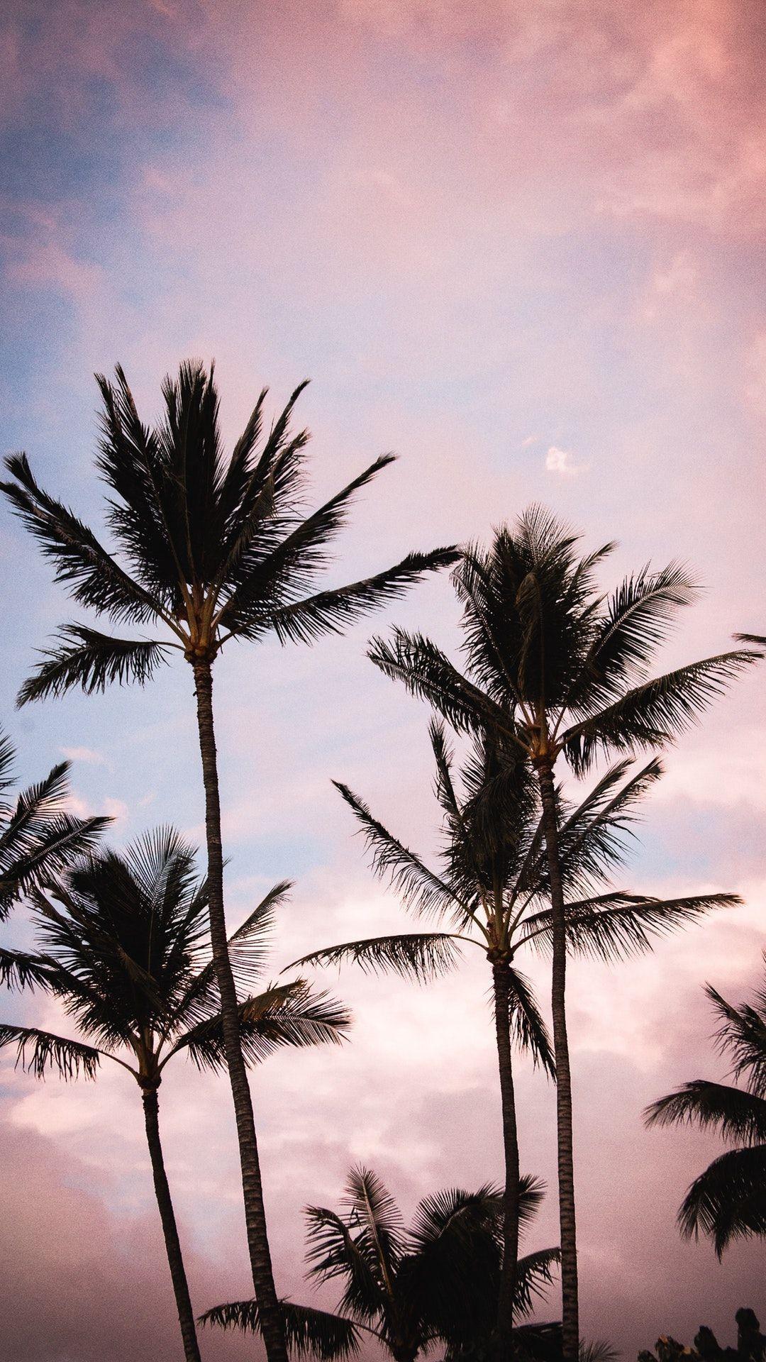 Aesthetic Palm Trees Iphone Wallpapers Top Free Aesthetic Palm - aesthetic beach vibes roblox wallpaper aesthetic