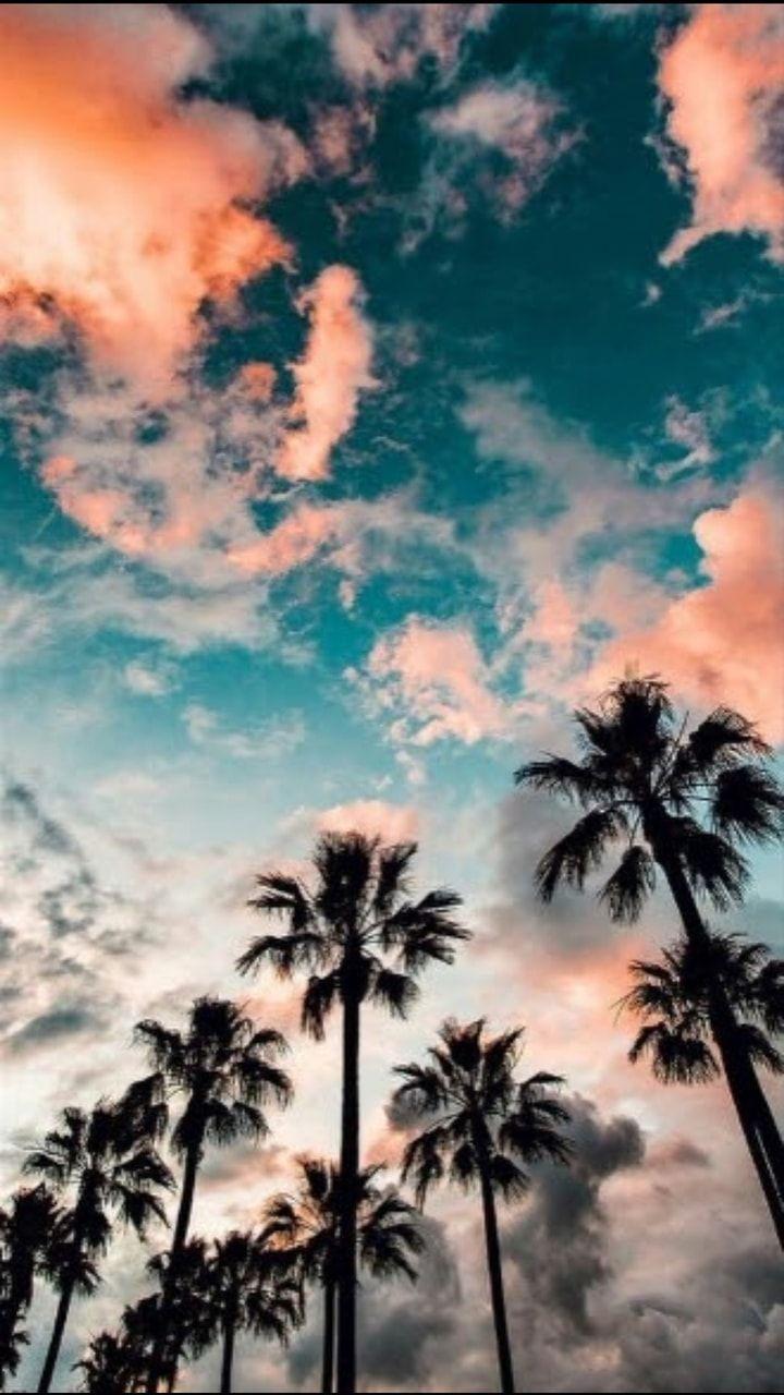 Aesthetic Palm Trees Iphone Wallpapers Top Free Aesthetic Palm