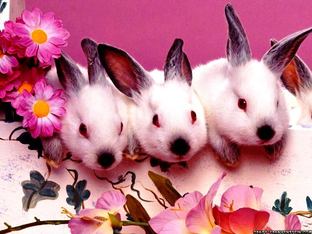 1024x768 Free Easter Wallpaper For Laptops, HD Wallpaper
