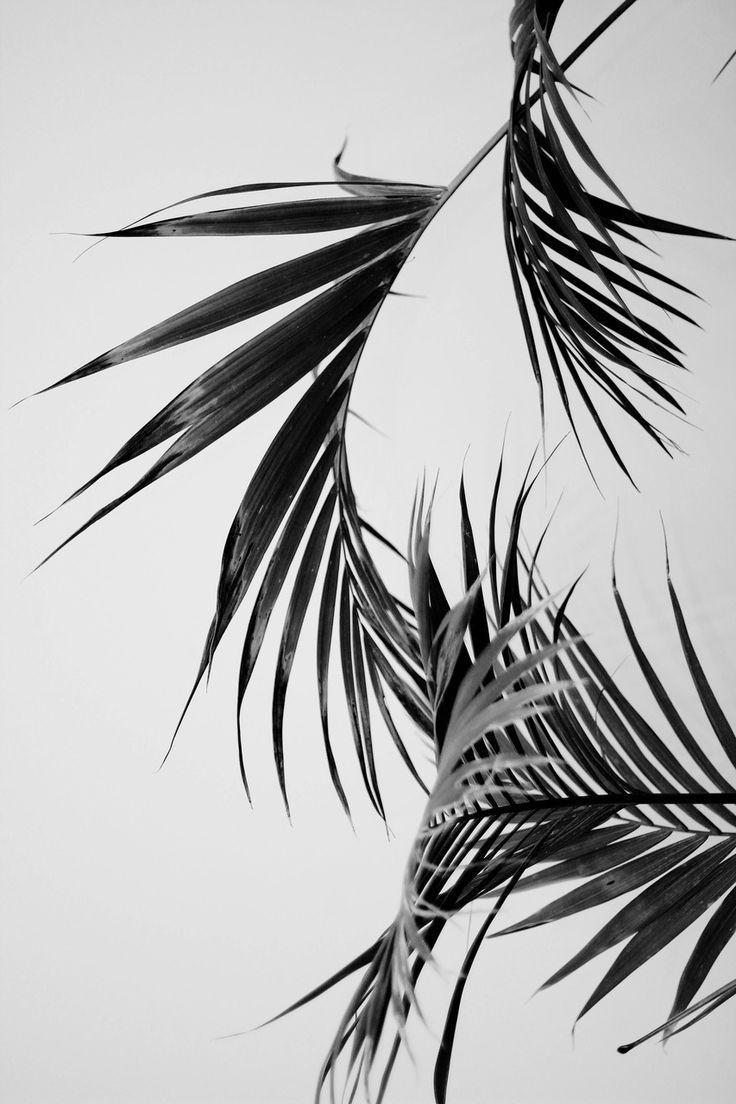736x1104 Palm Aesthetic Wallpaper