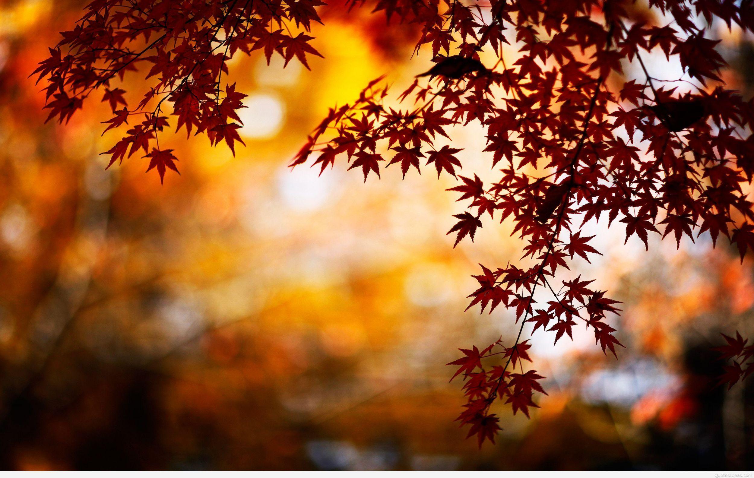 2500x1585 Autumn Wallpaper for PC & Mac, Tablet, Laptop, Mobile