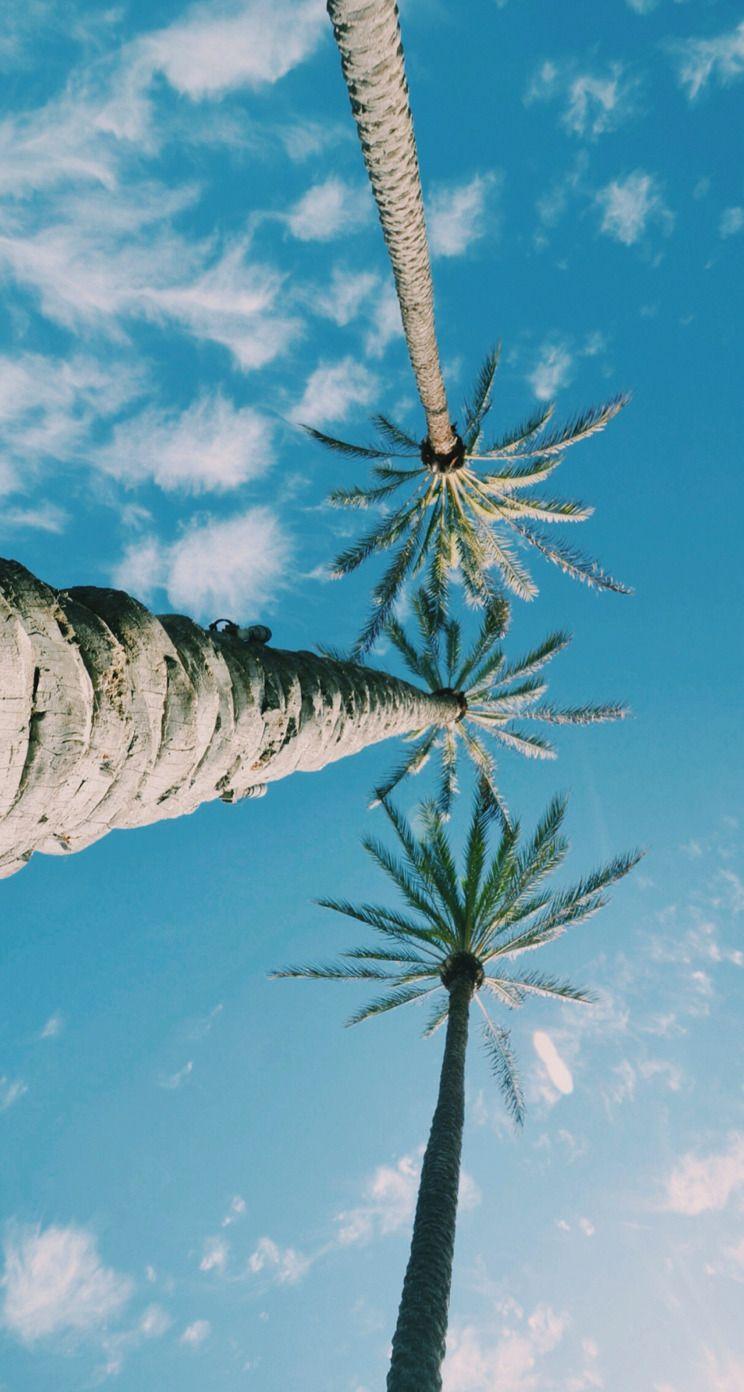 744x1392 iPhone Wallpaper. Sky, Tree, Nature, Blue, Plant, Palm tree