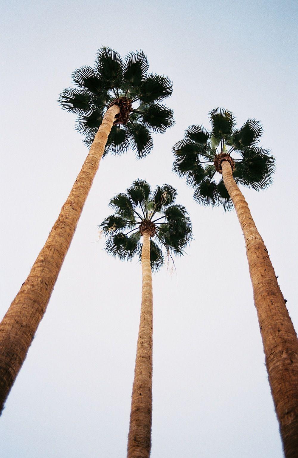 1000x1533 Palm Trees Tumblr Beach Roblox Tumblr palm Trees 4 Roblox