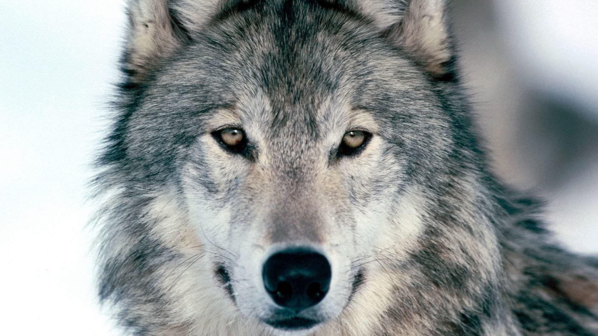 1920x1080 Majestic Wolf Wallpaper