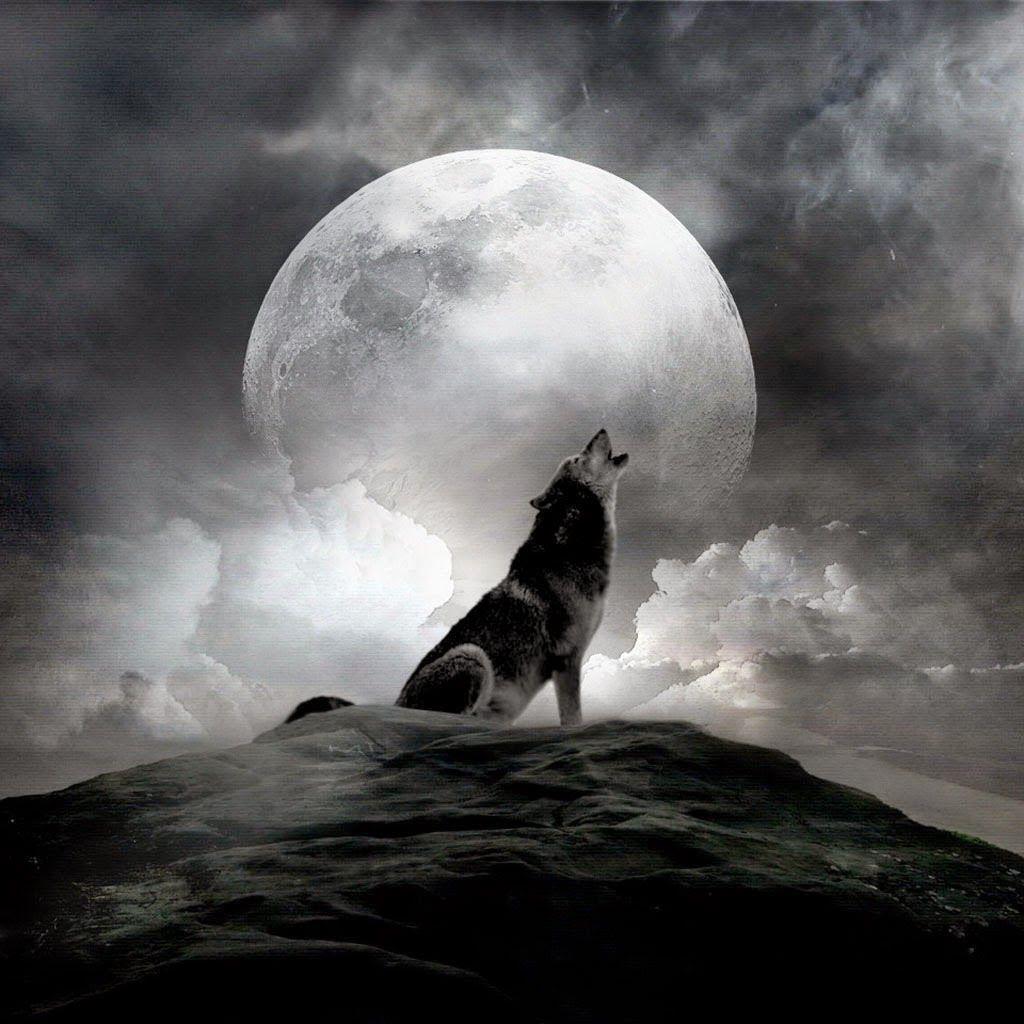 1024x1024 Lone Wolf Howling Hình nền - Lone Wolf Wolf Howl At Moon