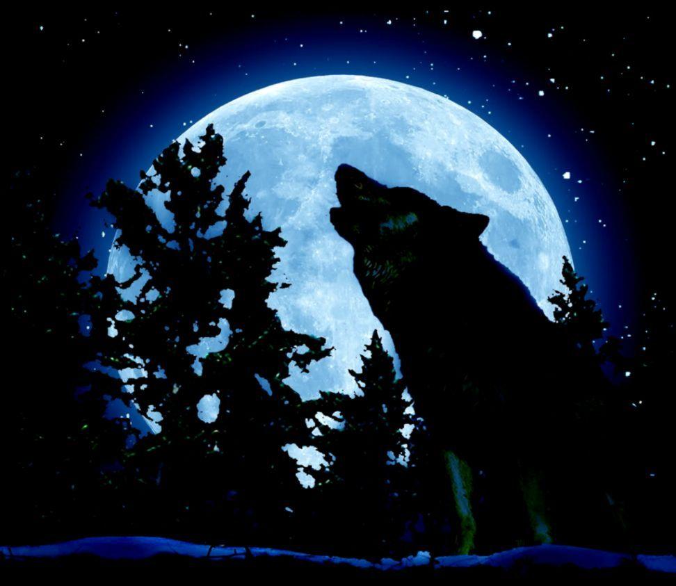 972x843 Howling Wolf hình nền
