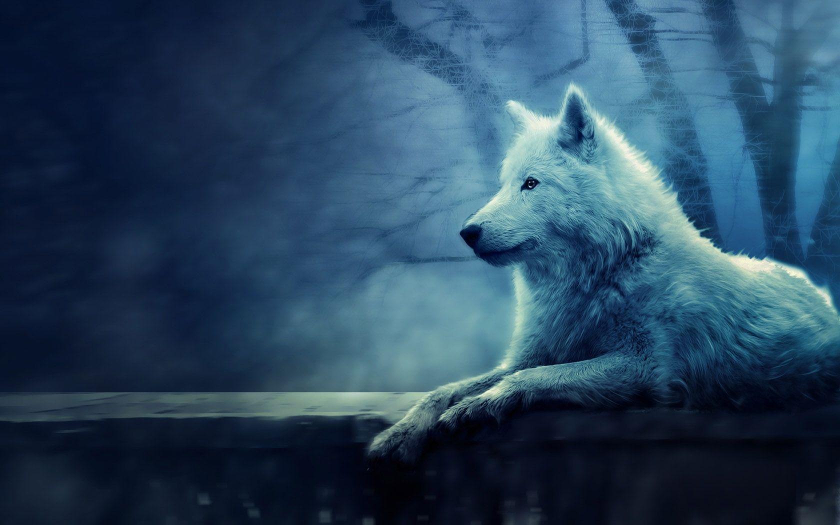 1680x1050 Snow Wolf Background 4k