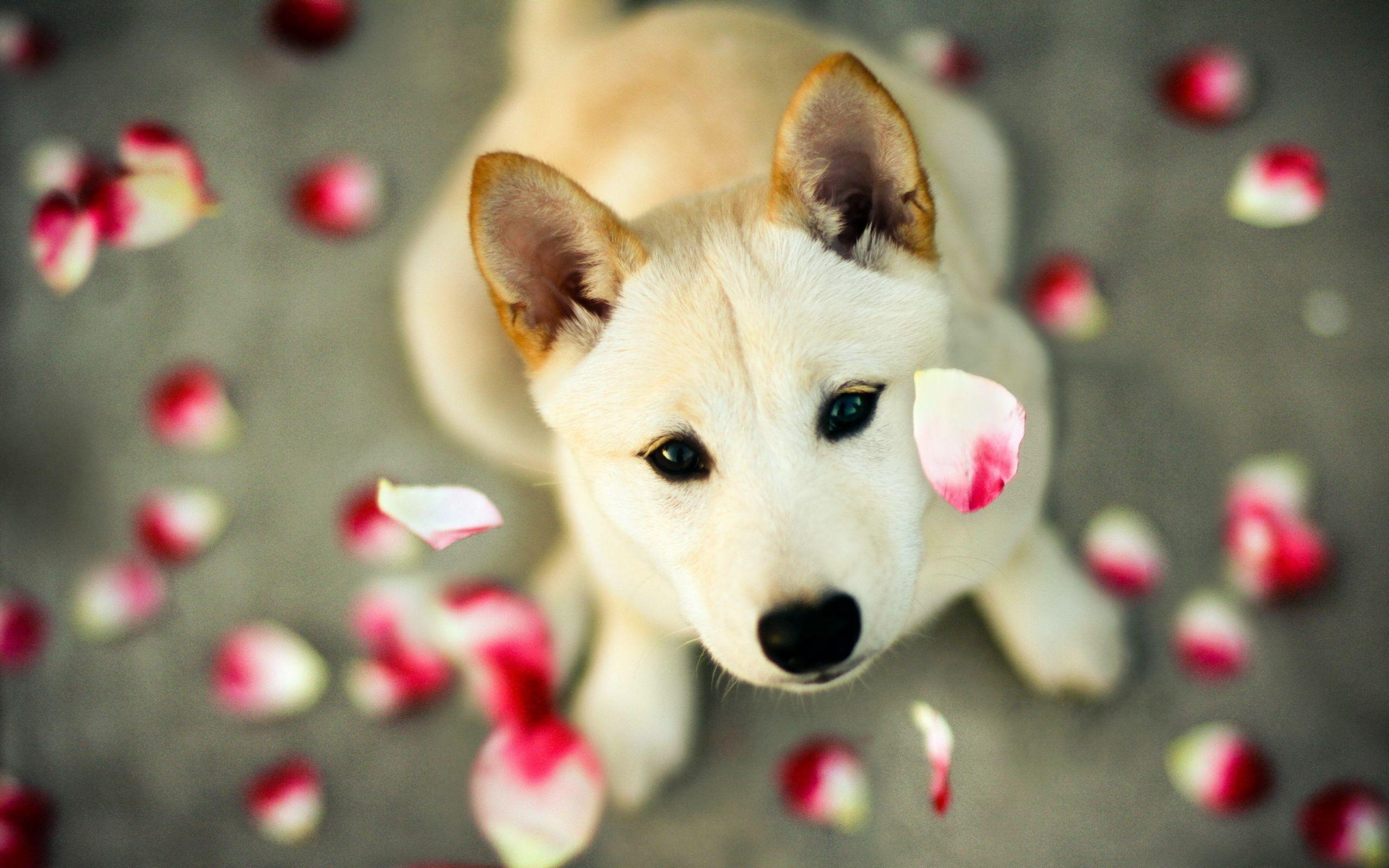 Beautiful Dog Wallpapers - Top Free Beautiful Dog Backgrounds -  WallpaperAccess