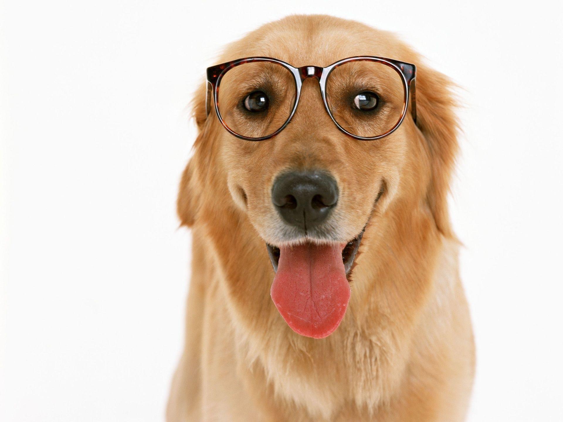 Dog with Glasses Wallpapers - Top Free Dog with Glasses Backgrounds