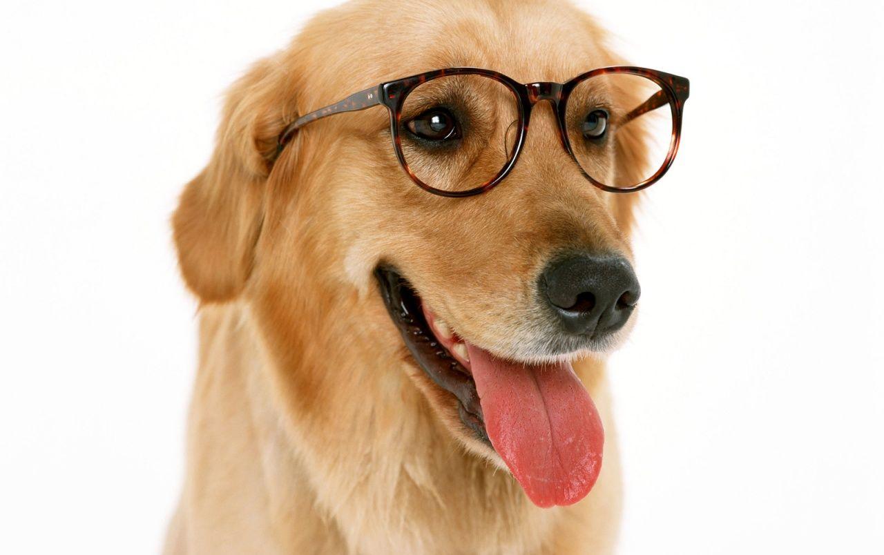 Dog with Glasses Wallpapers - Top Free Dog with Glasses Backgrounds ...