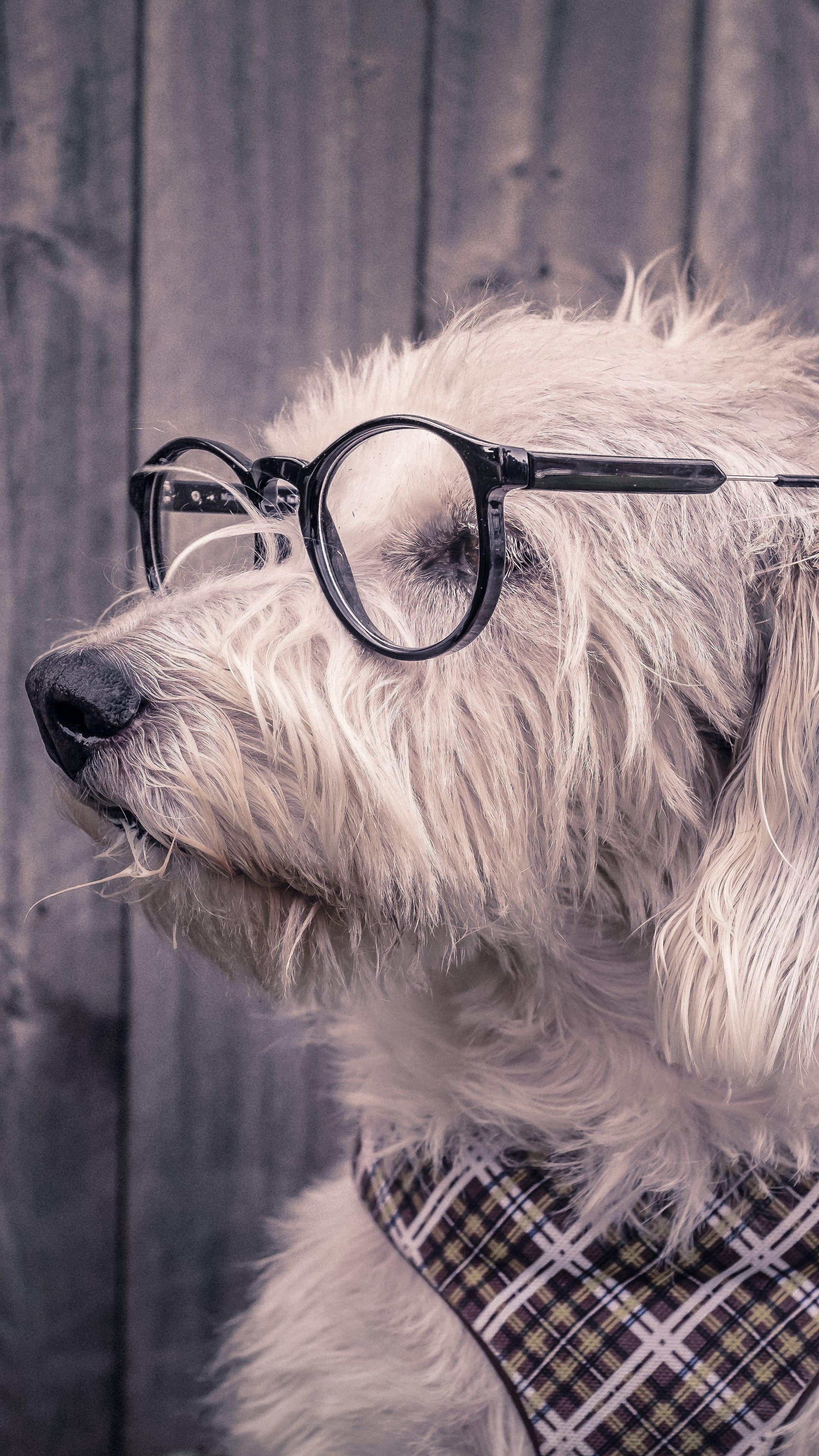 2160x3840 Animals #dog, #glasses, #scarf #wallpaper HD 4k background