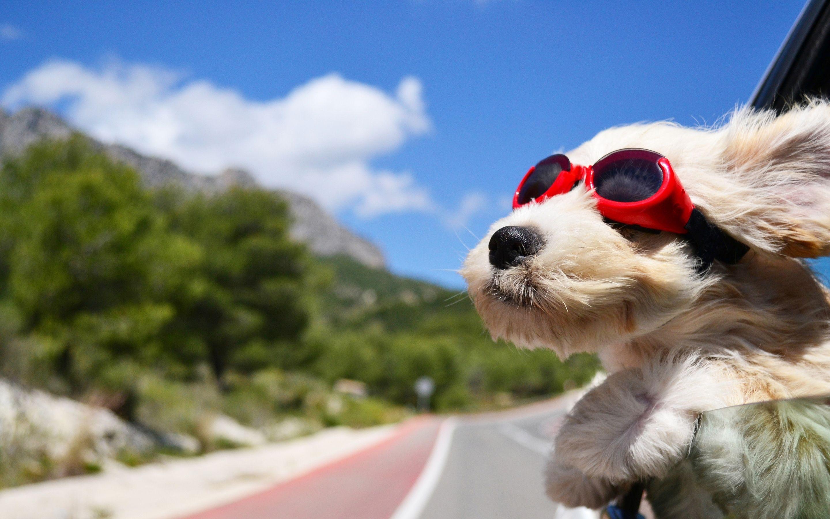 Dog with Glasses Wallpapers Top Free Dog with Glasses Backgrounds