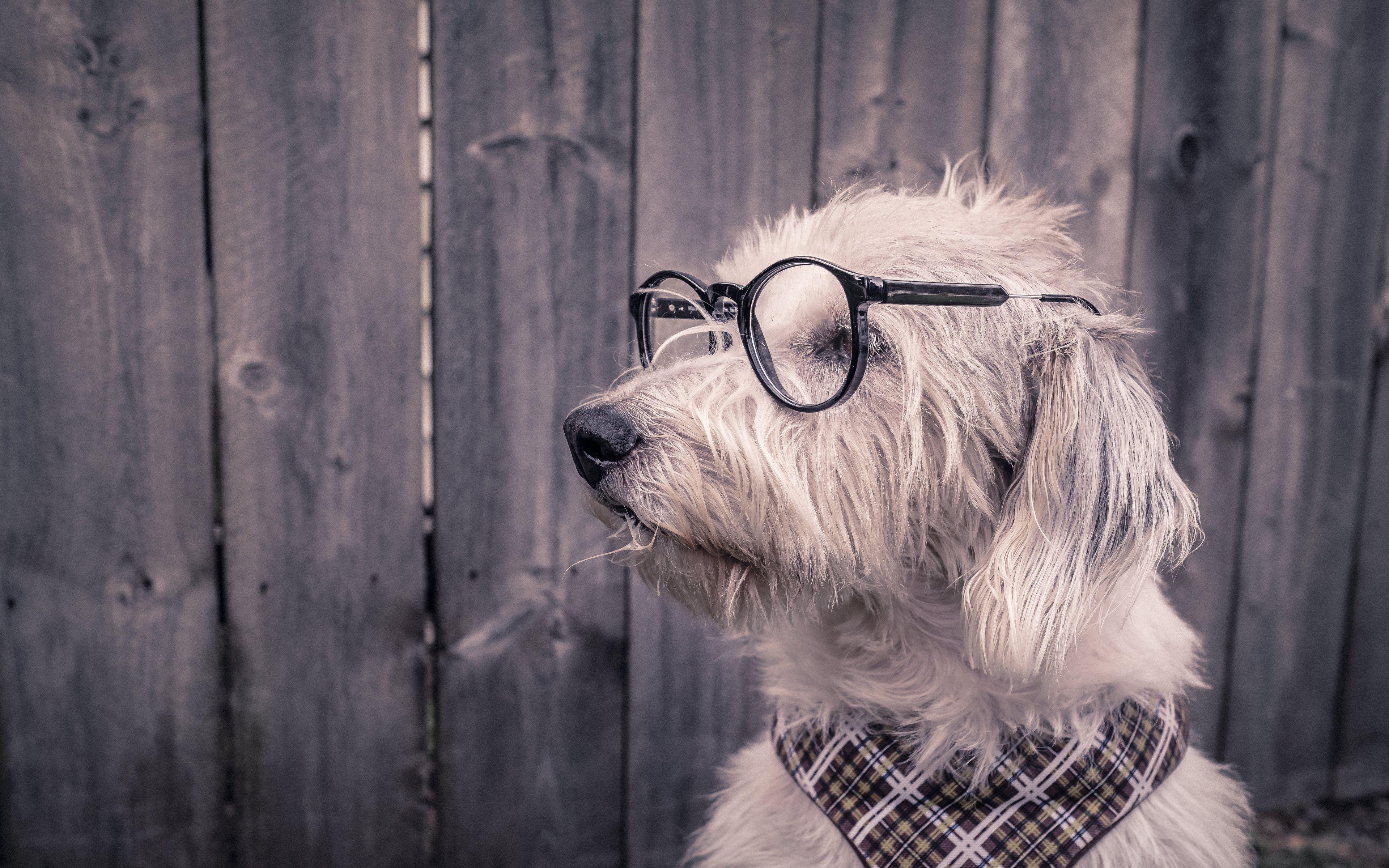 Dog with Glasses Wallpapers Top Free Dog with Glasses Backgrounds
