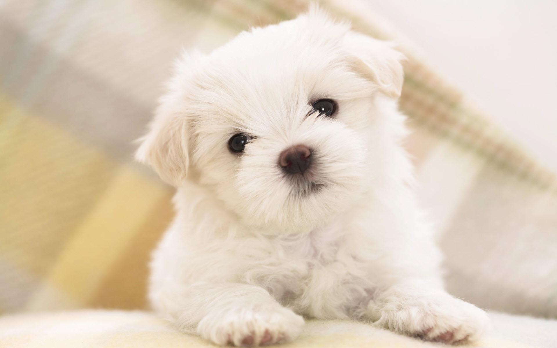 1920x1200 Maltese (Puppy, Cute, White) HD Dog Wallpaper