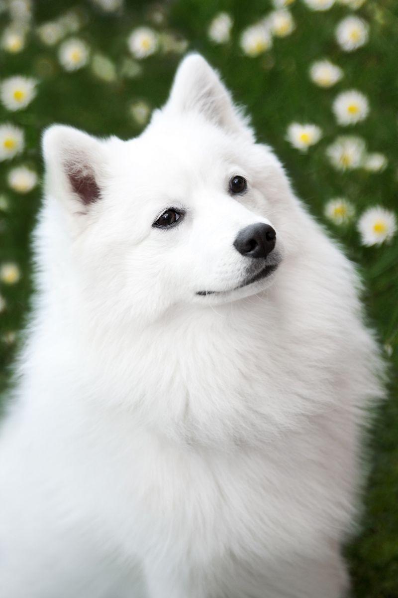 800x1200 Beautiful Japanese Spitz dog photo and wallpaper. Beautiful