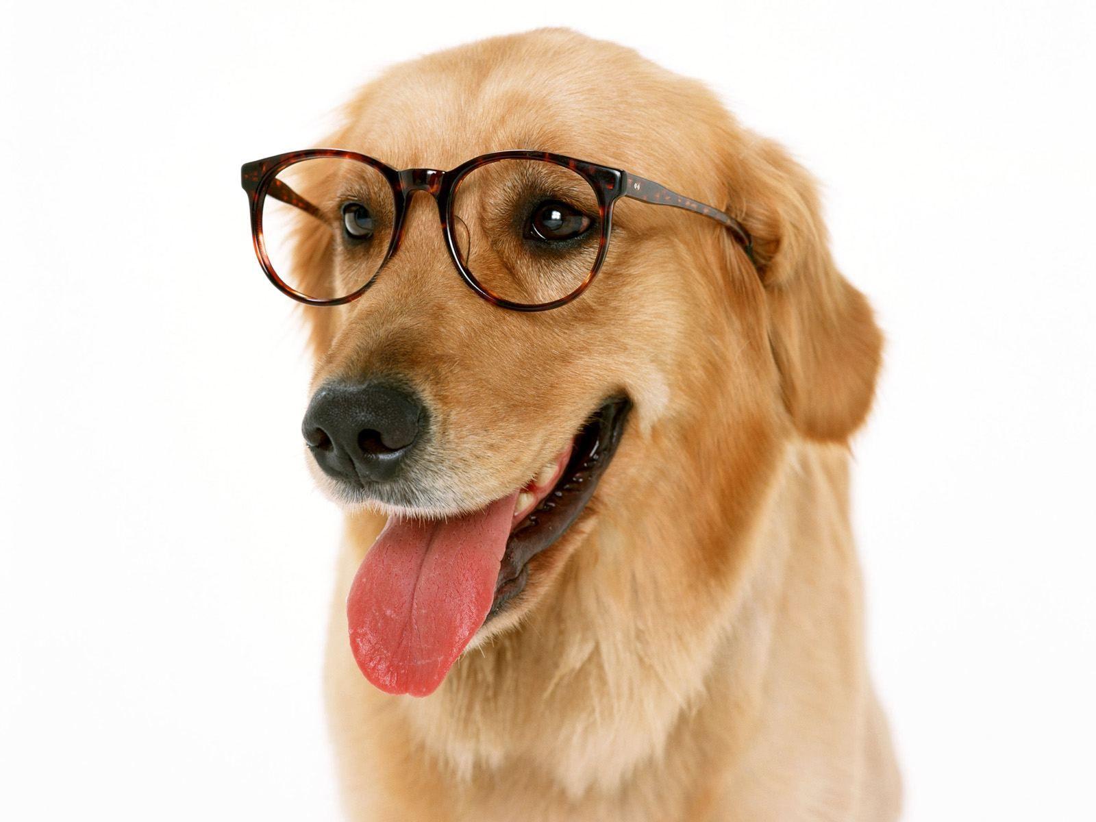 1600x1200 Dog with Reading Glasses wallpaper