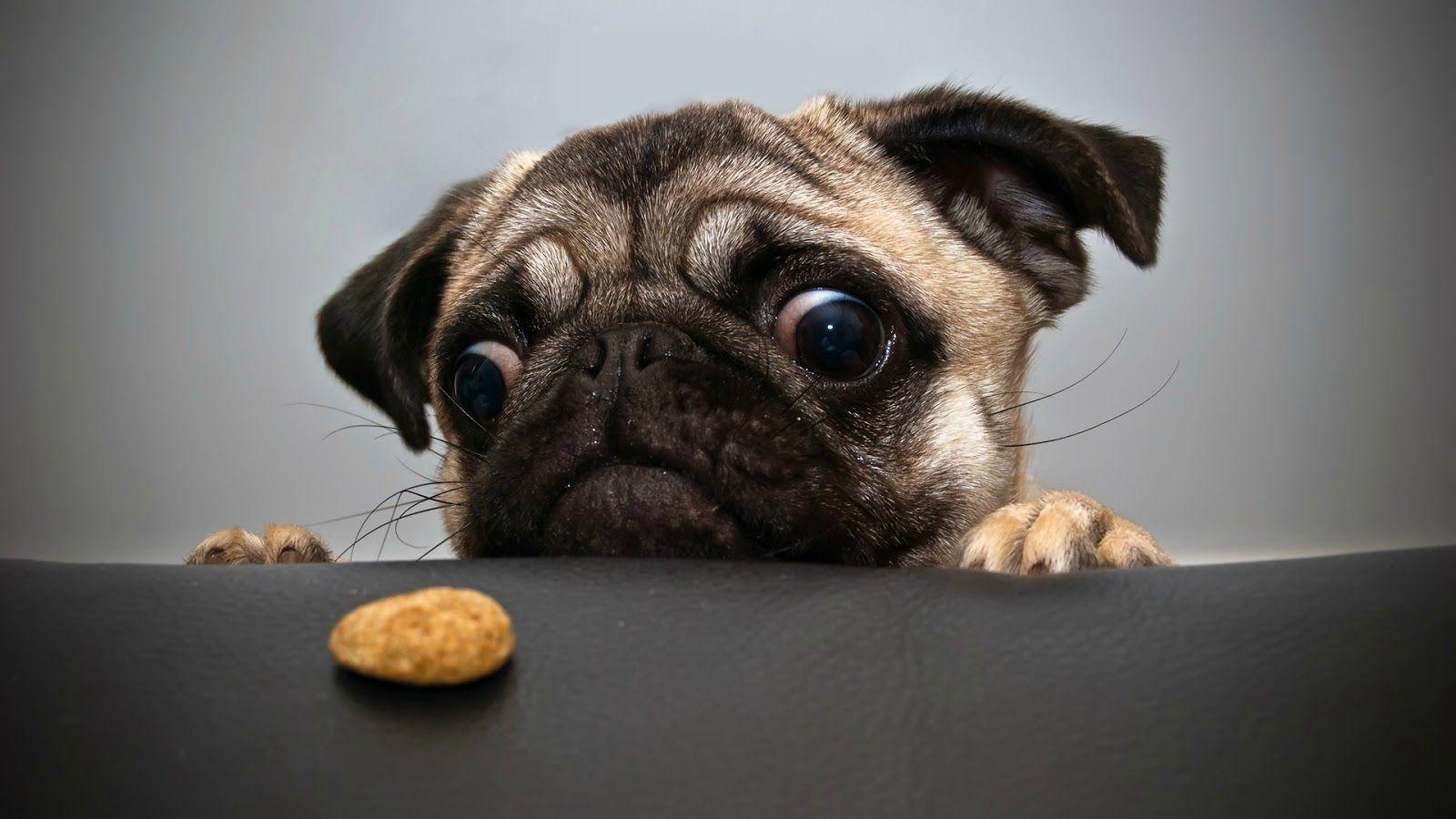 1600x900 4K Dog Wallpaper HD For Desktop (2019). TopiBestList