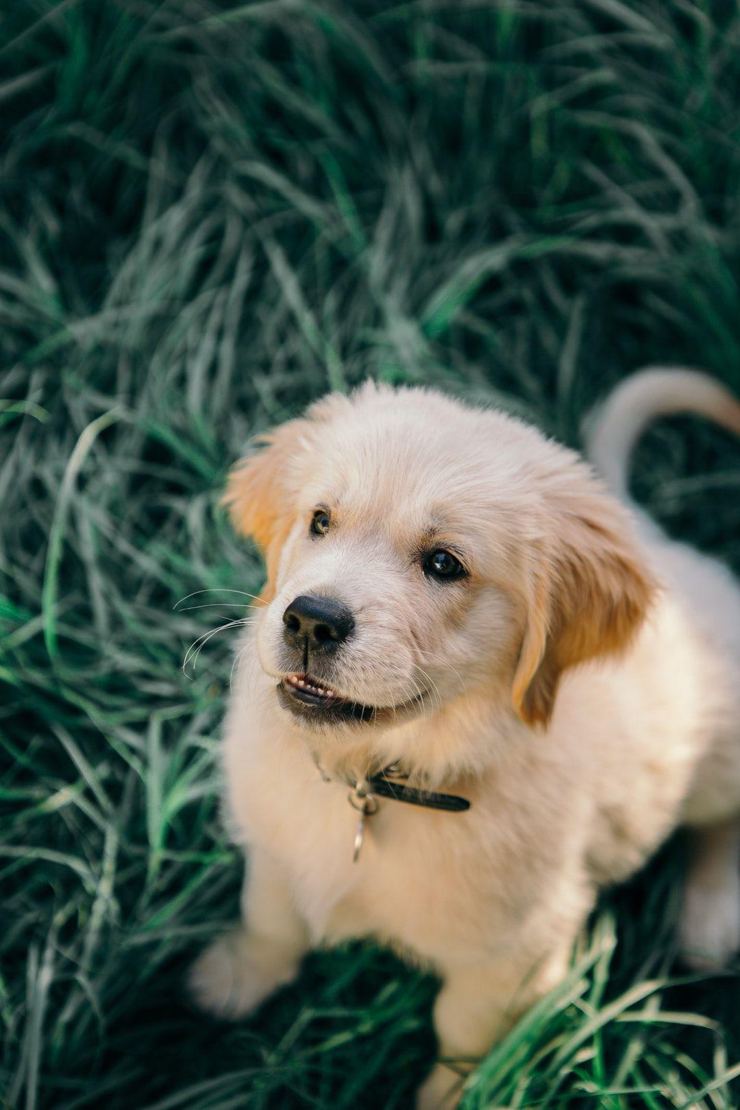 1080x1620 Puppies Image: Download HD Picture & Photo