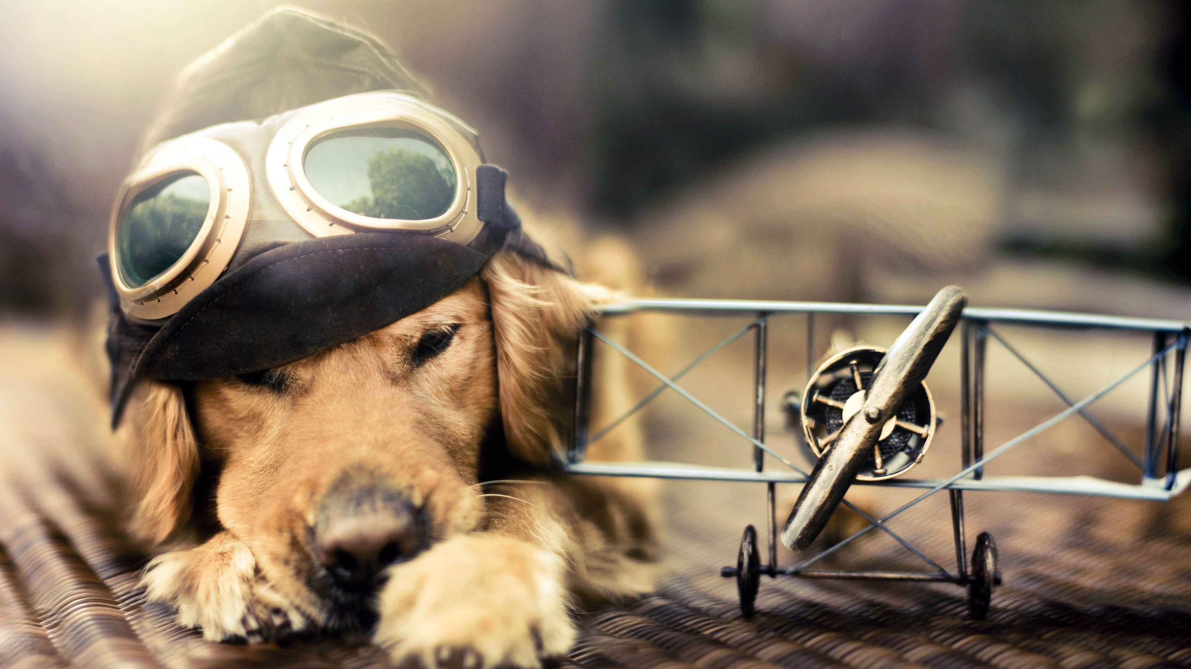 3840x2160 Wallpaper Puppy, Dog, plane, glasses, pet, Animals