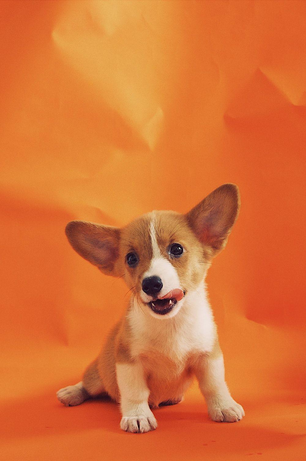 1000x1503 Puppies Image: Download HD Picture & Photo