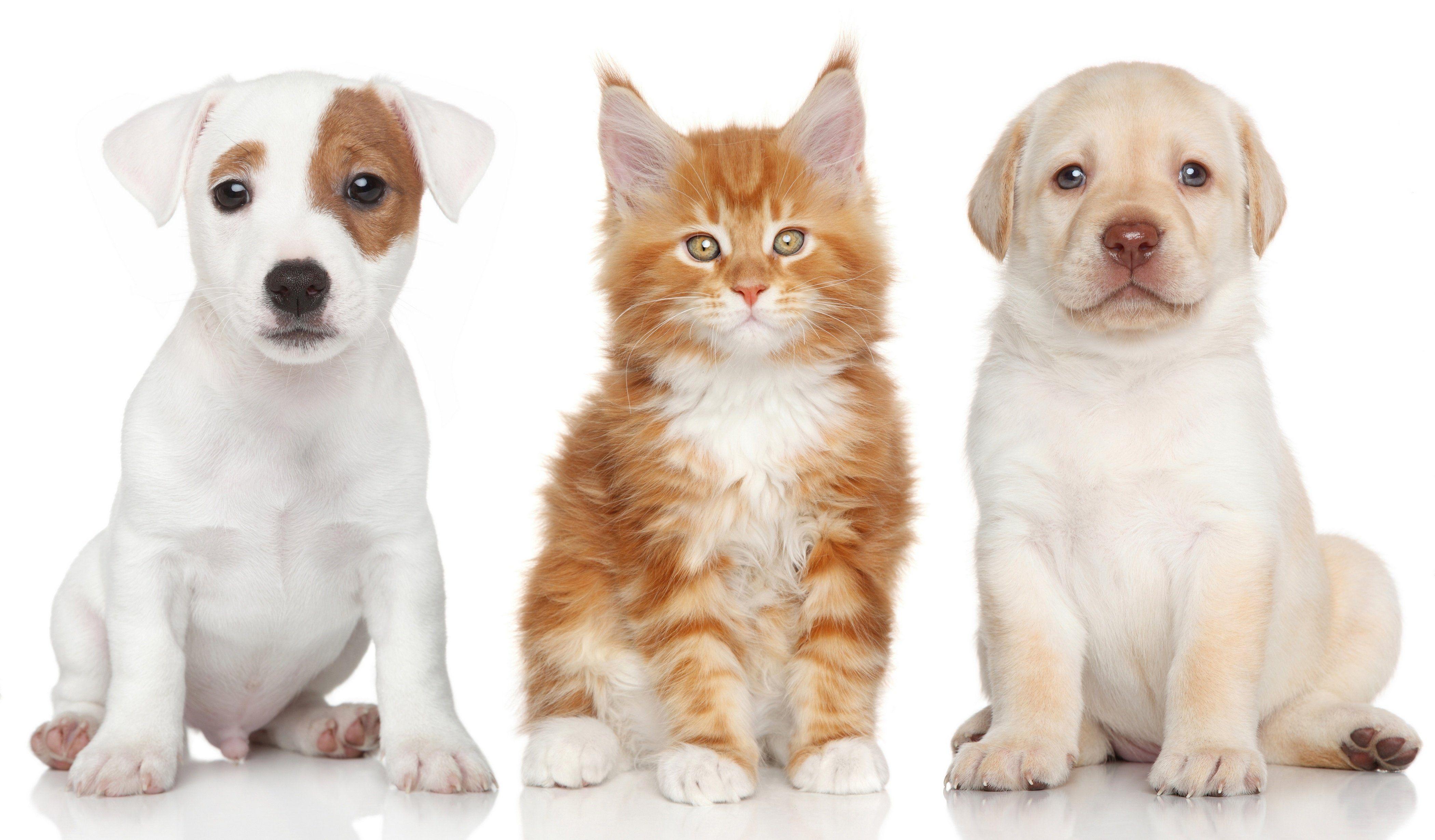 4200x2460 Labrador Retriever Jack Russell Terrier Maine Coon kitten