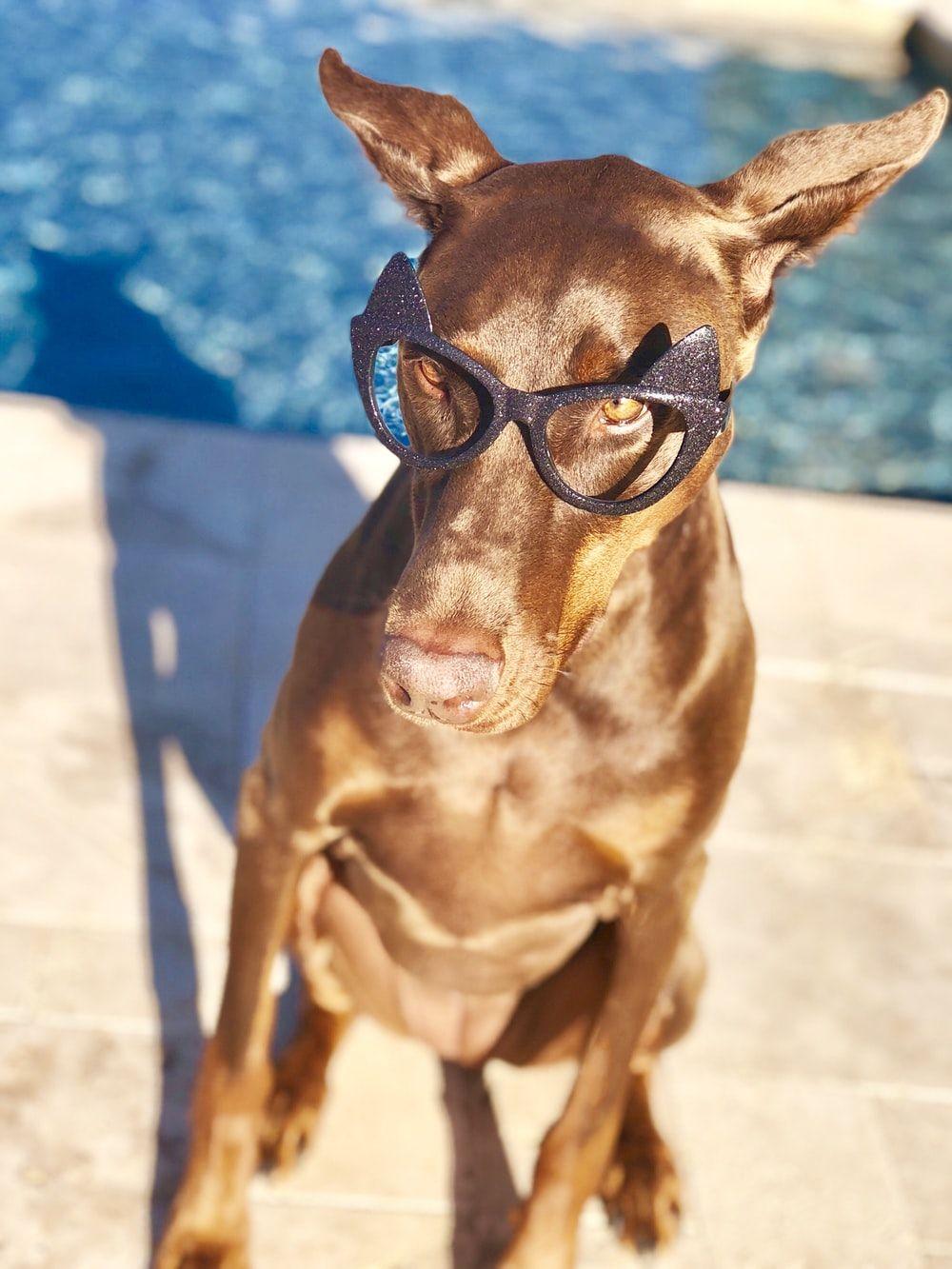1000x1333 Dog Glasses Picture. Download Free Image