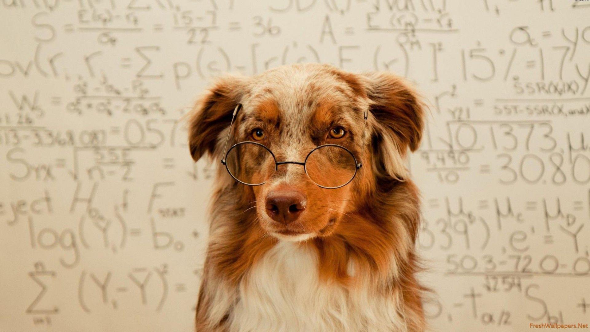 1920x1080 Dog with glasses wallpaper