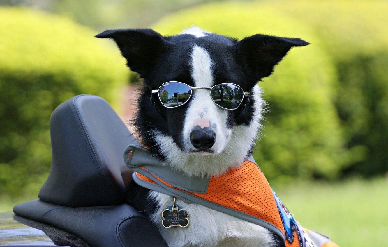 1332x850 Wallpaper glasses, dog, The border collie image for desktop