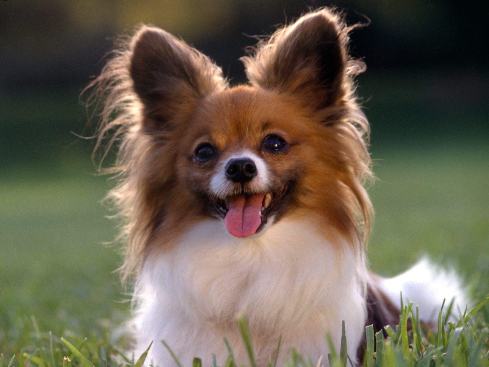 1600x1200 Cute Puppy Dog Wallpaper