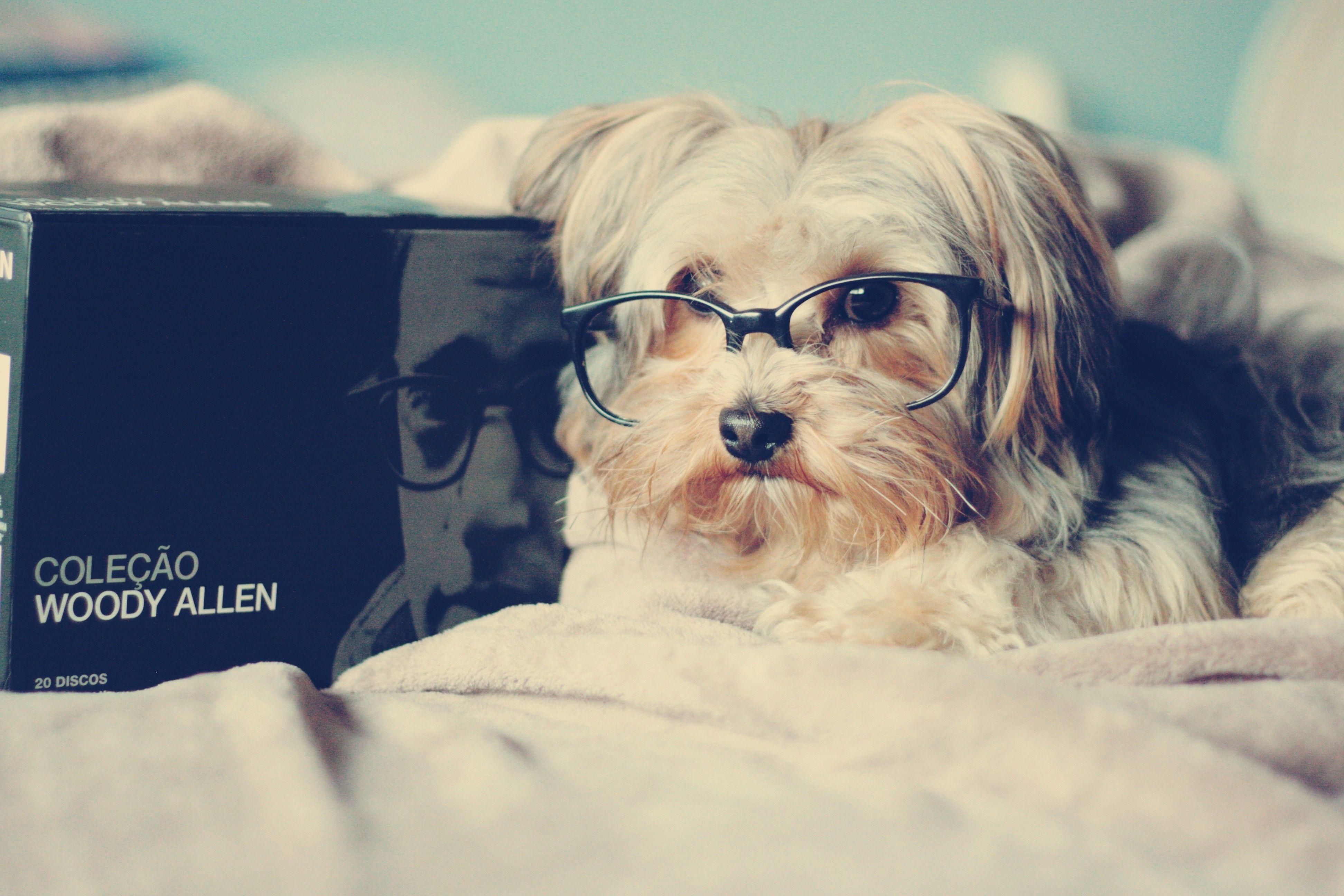 3888x2592 animals beds dogs glasses books woody allen pets 3888x2592